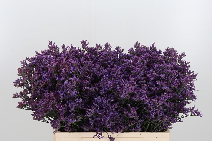 <h4>Lim Piuma Dark Blue</h4>