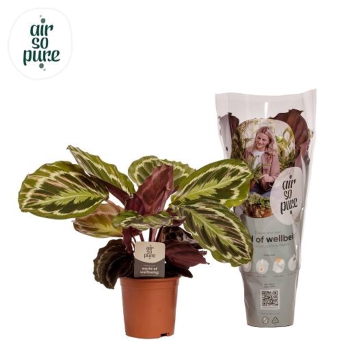 <h4>Calathea Medallion</h4>