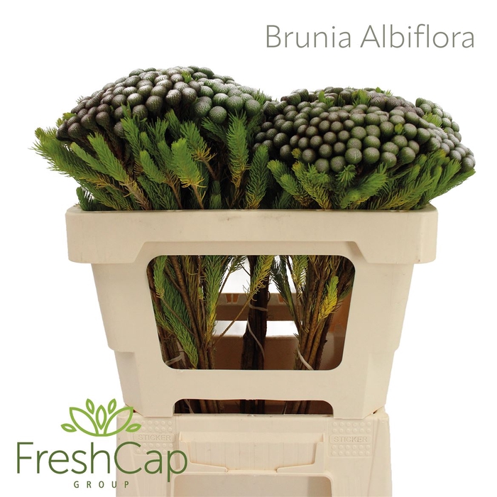 <h4># Brunia Albiflora</h4>