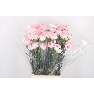 Di St Pastel Damascus