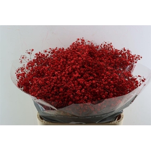 Gyps Grof Rood (dip)