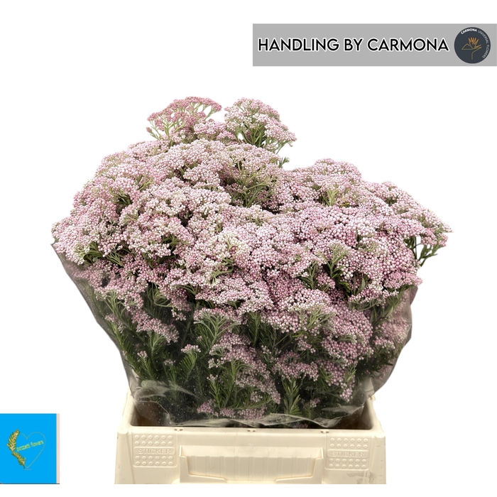 <h4>Ozoth Cooks Tall Pin</h4>