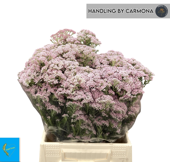 <h4>OZOTH COOKS TALL PIN</h4>