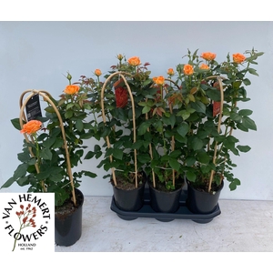 ROSA FL ORANG SELECT