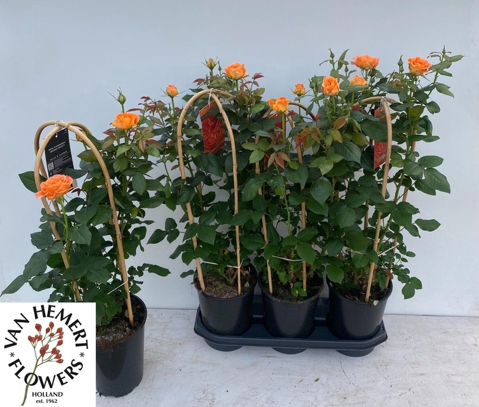 <h4>ROSA FL ORANG SELECT</h4>