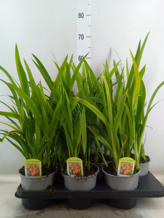 <h4>Crocosmia croc. 'Emily Mckenzie'</h4>
