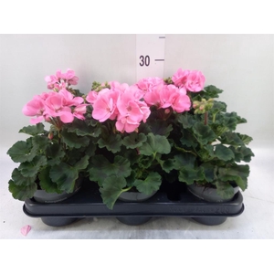Pelargonium zona.   ...F1
