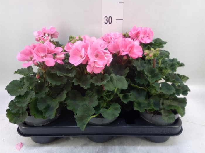 <h4>Pelargonium zona.   ...F1</h4>
