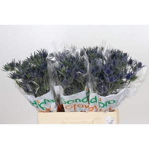 Eryngium Blue Lunar
