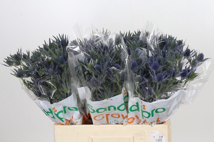 <h4>Eryngium Blue Lunar</h4>