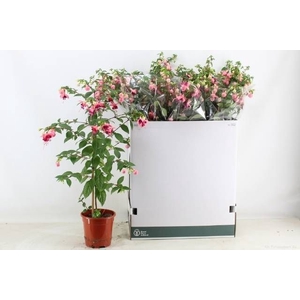 FUCHSIA OV