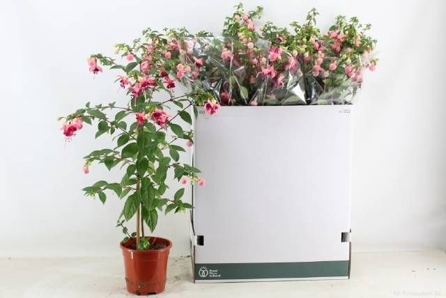 <h4>FUCHSIA OV</h4>