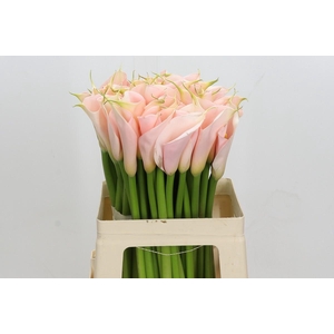 Zantedeschia Eydolls Salmon