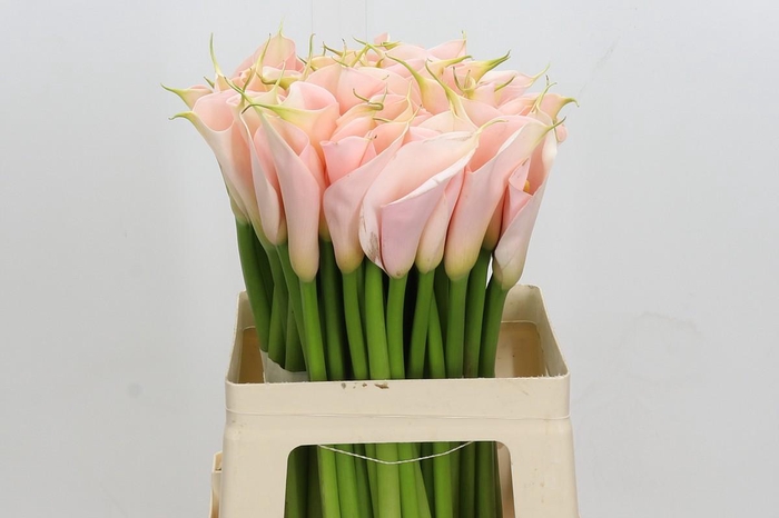 <h4>Zantedeschia Eydolls Salmon</h4>