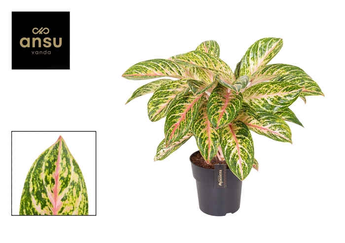 <h4>Aglaonema Coco Melon</h4>