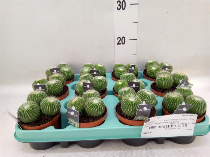 <h4>Cactus   ...</h4>