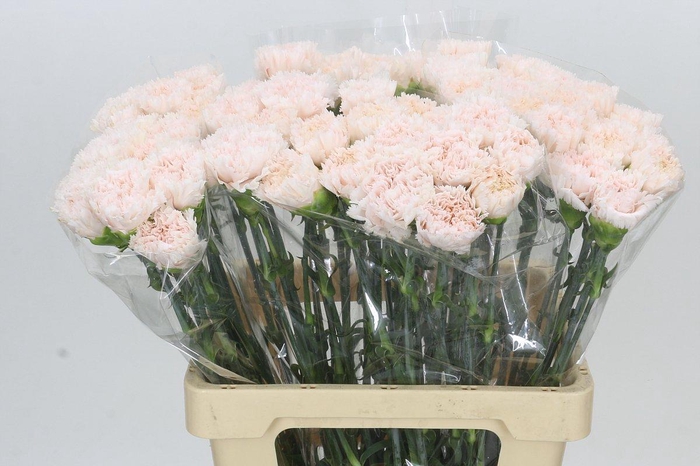 <h4>Dianthus St Maruchi</h4>