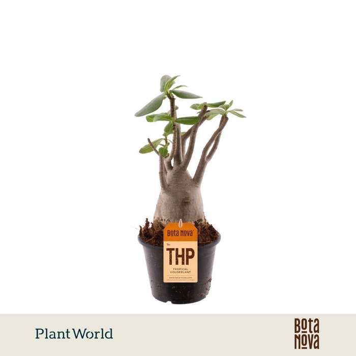 <h4>Adenium Obesum</h4>