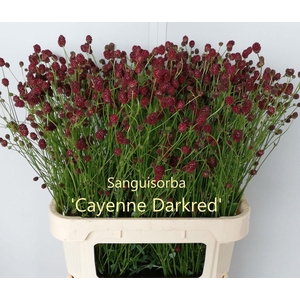 SANG OF CAYENN D RED