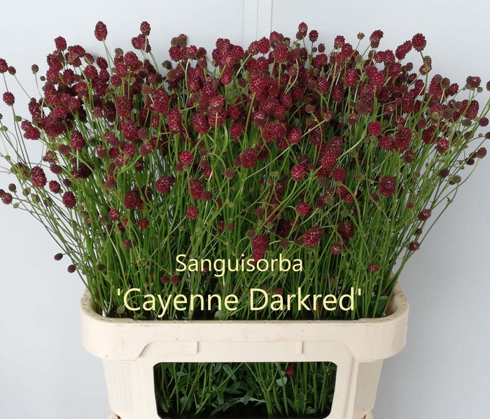 <h4>SANG OF CAYENN D RED</h4>