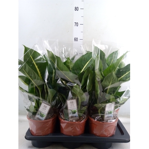 Dieffenbachia  'Green Magic'