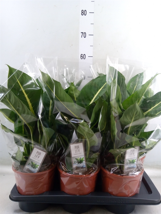 <h4>Dieffenbachia  'Green Magic'</h4>