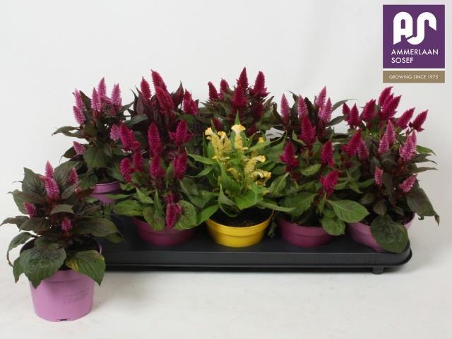 <h4>CEL ARGENTEA GEM</h4>