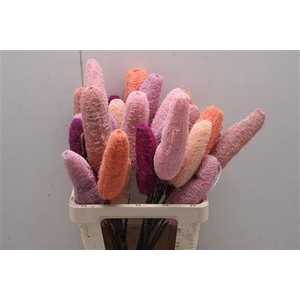 Shola Luffa Mix