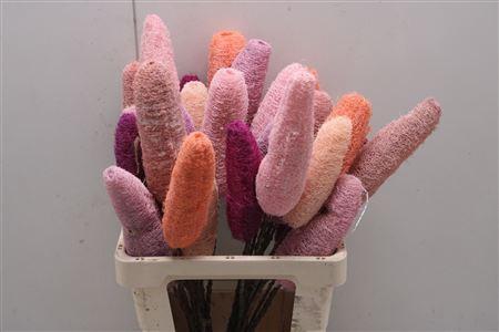 <h4>Shola Luffa Mix</h4>