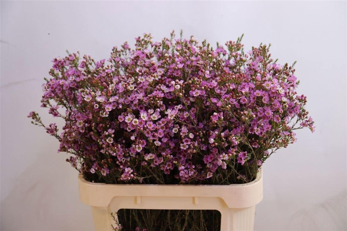 <h4>CHAME PAINTED LAD</h4>