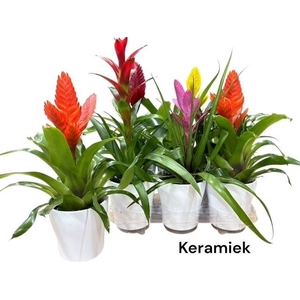 BROMELIA GEM