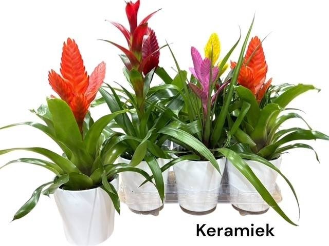 <h4>BROMELIA GEM</h4>