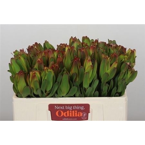 Leucad Laurel Yellow 50 Cm