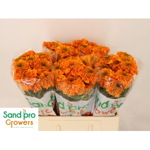 TAG E PROMISE ORANGE