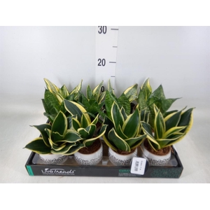 Arr.   Kamerplant Groen L%