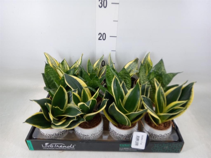 <h4>Arr. Kamerplant Groen L%</h4>