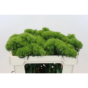 Dianthus Br Kiwi Mellow