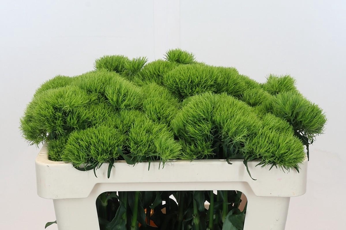 <h4>Dianthus Br Kiwi Mellow</h4>