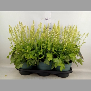 Heucherella  'Pink Revolution'