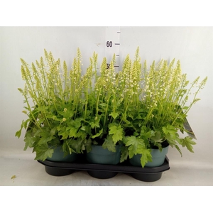 Heucherella  'Pink Revolution'