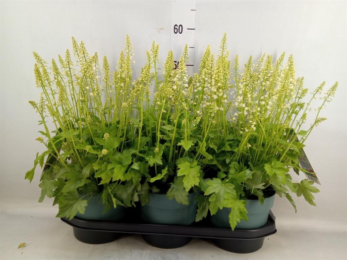 <h4>Heucherella  'Pink Revolution'</h4>