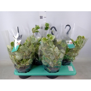 Peperomia scandens 'Variegata'
