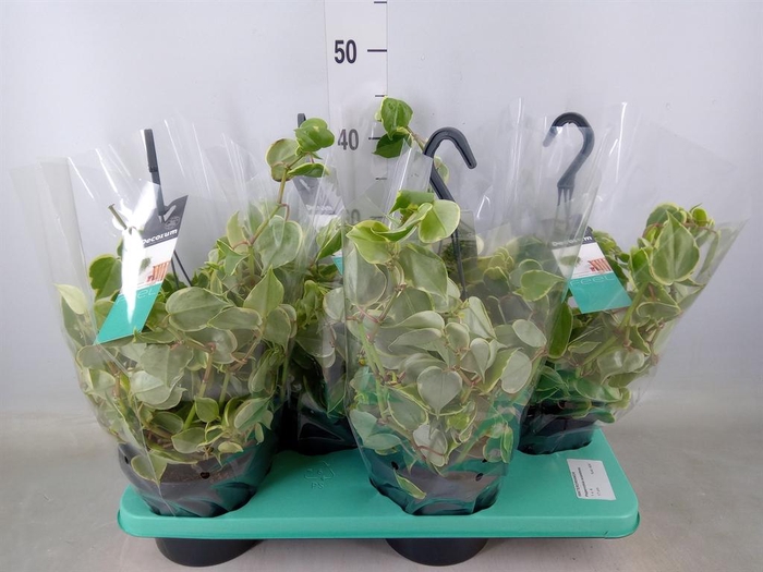 <h4>Peperomia scandens 'Variegata'</h4>