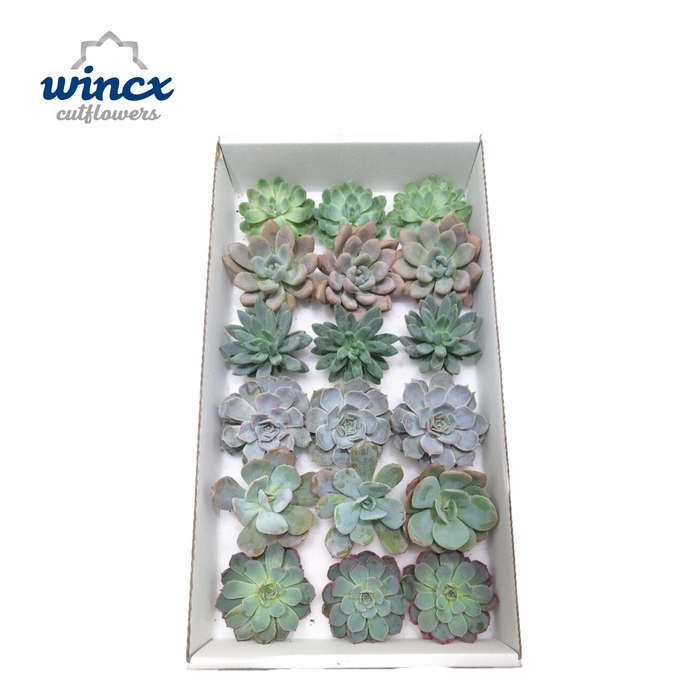 <h4>Echeveria Ice Mix (Wincx) Cutfl (6 Spcs)</h4>