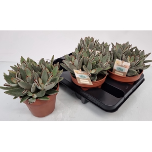 KALANCHOE TOMENTOSA