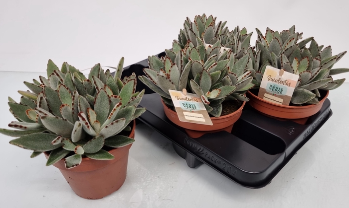 <h4>KALANCHOE TOMENTOSA</h4>