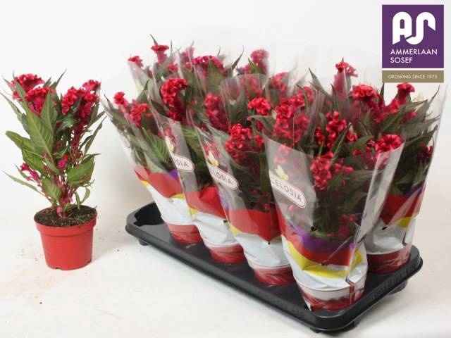 <h4>CEL CR HOT TOP PURPL</h4>