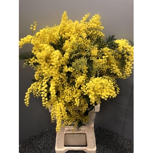 Acacia Mirandole X5 500g