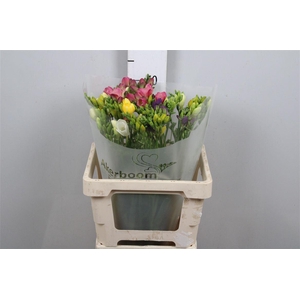 Fr En Gemengd 17gr (op Kleur!)