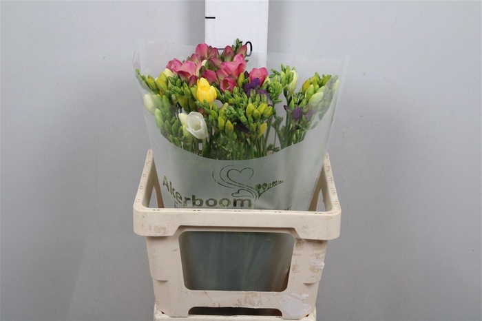 Fr En Gemengd 17gr (op Kleur!)